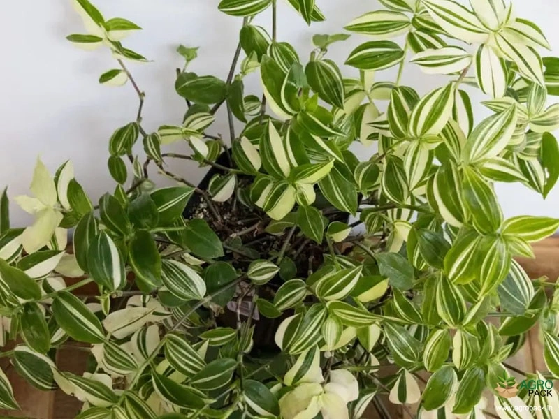 Wandering-Jew-Variegated3