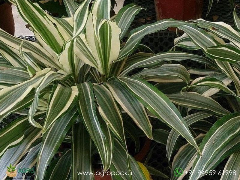 Warneckii-Dracaena3