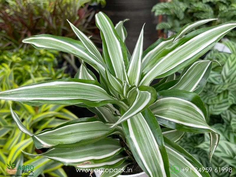 Warneckii-Dracaena5
