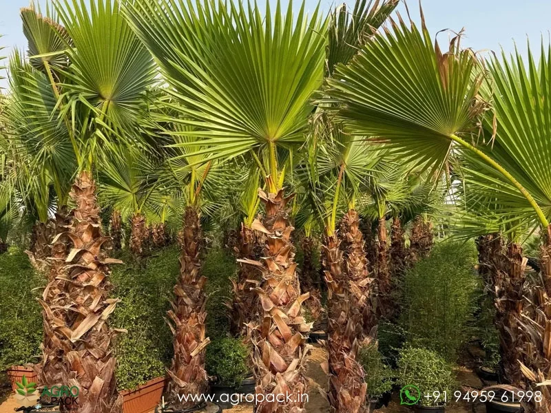 Washingtonia-robusta-Mexican-Fan-Palm2