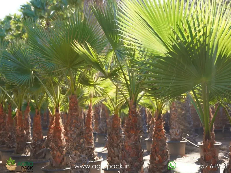 Washingtonia-robusta-Mexican-Fan-Palm5