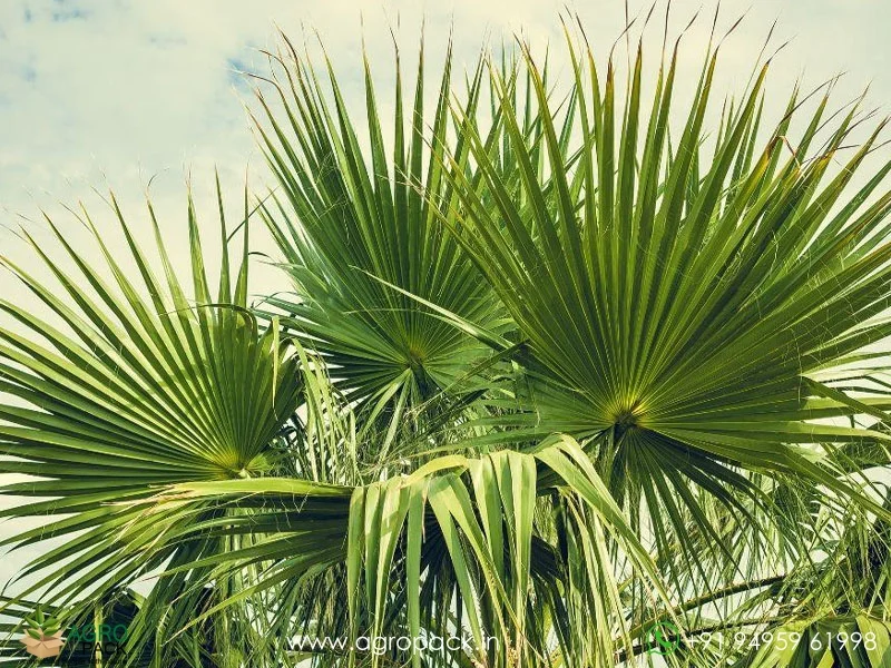 Washingtonia-robusta-Mexican-Fan-Palm6