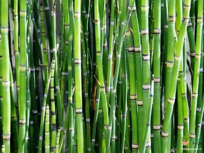 Water-Bamboo-Plant1