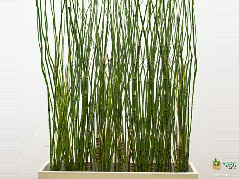 Water-Bamboo-Plant4