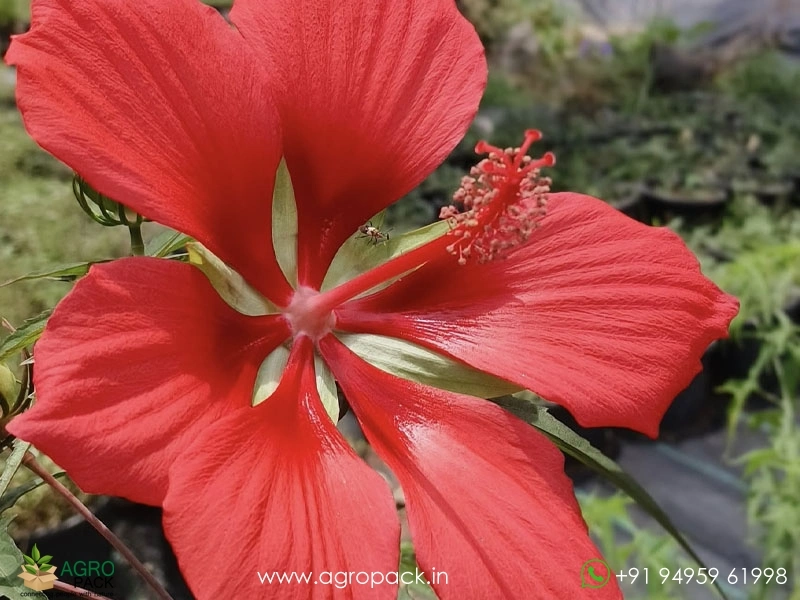 Water-Hibiscus-Scarlet-Rosemallow2