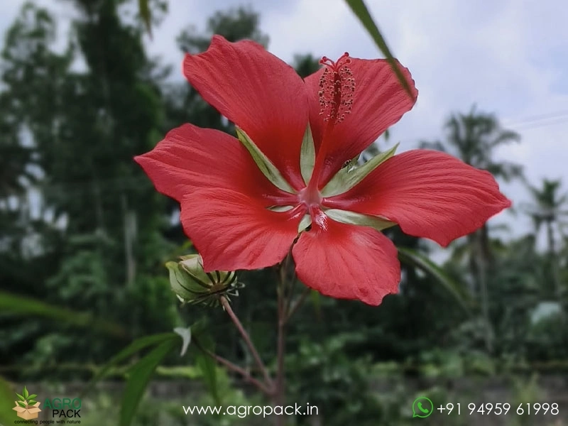 Water-Hibiscus-Scarlet-Rosemallow3