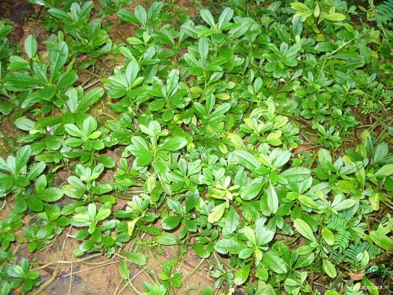 Water-Leaf2