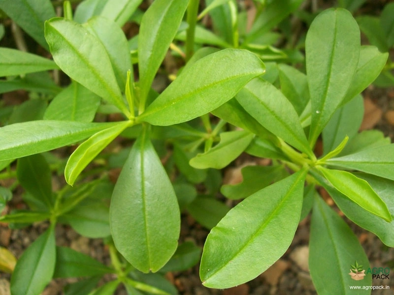 Water-Leaf3