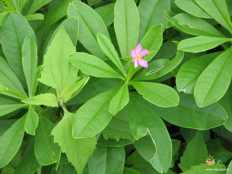 Water-Leaf4