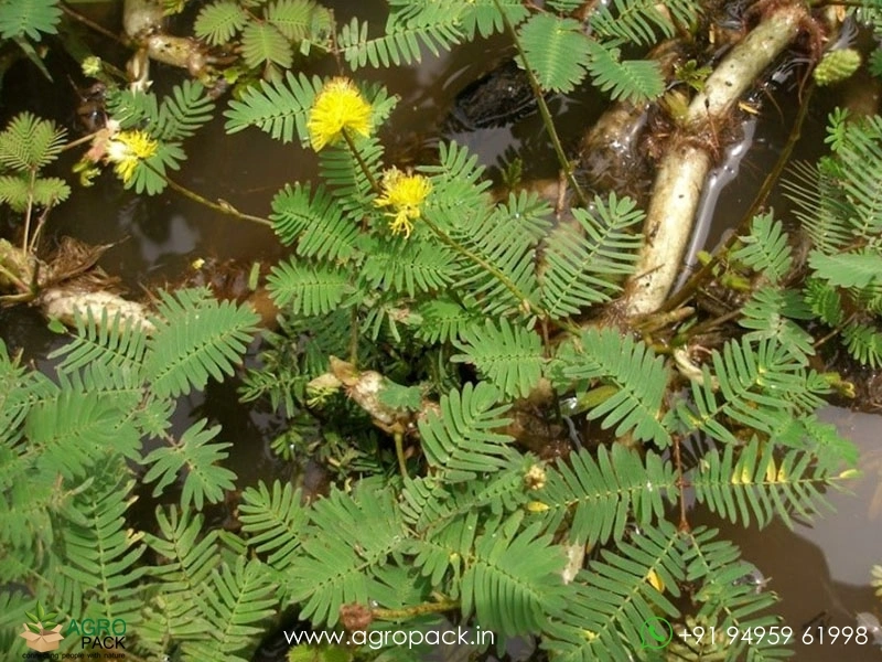 Water-Mimosa-Neptunia-oleracea1