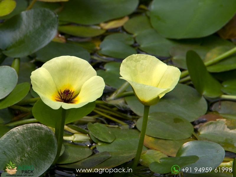 Water-Poppy3