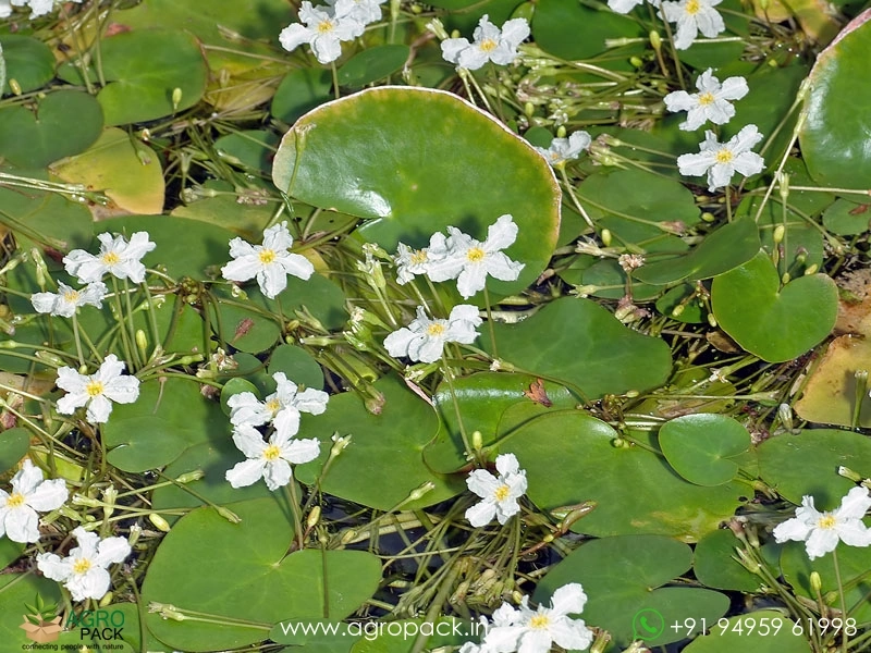 Water-Snowflake2