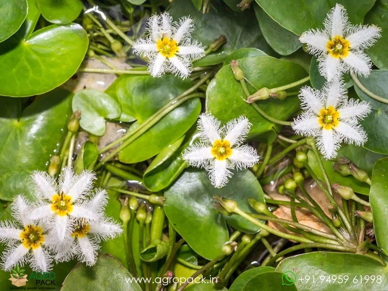 Water-Snowflake3