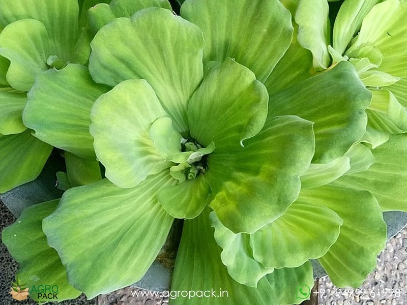Water-lettuce1