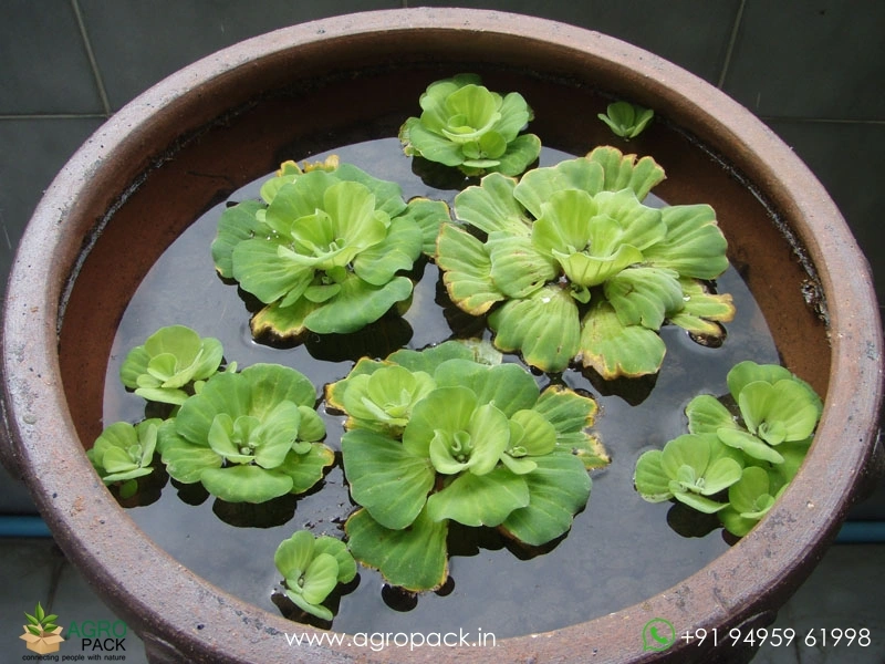 Water-lettuce2