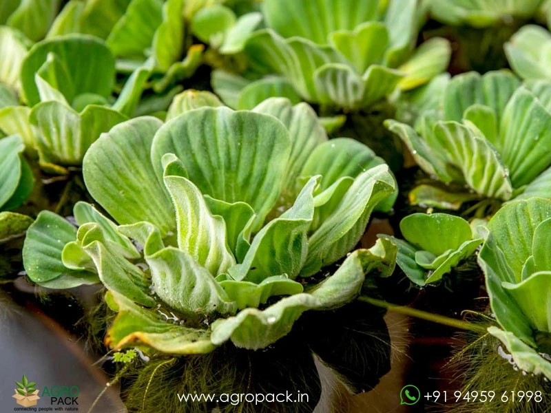 Water-lettuce3