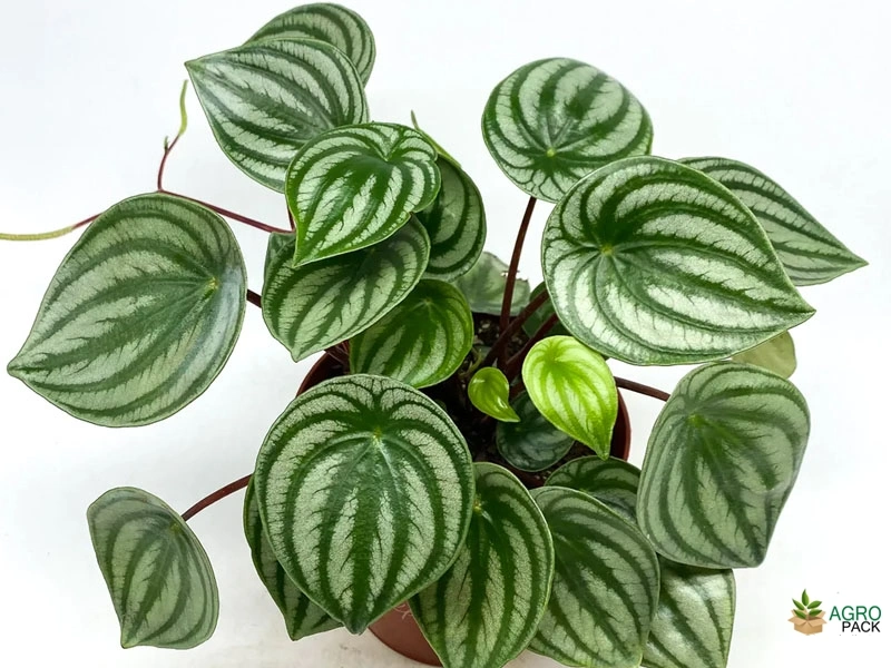 Watermelon-Peperomia2