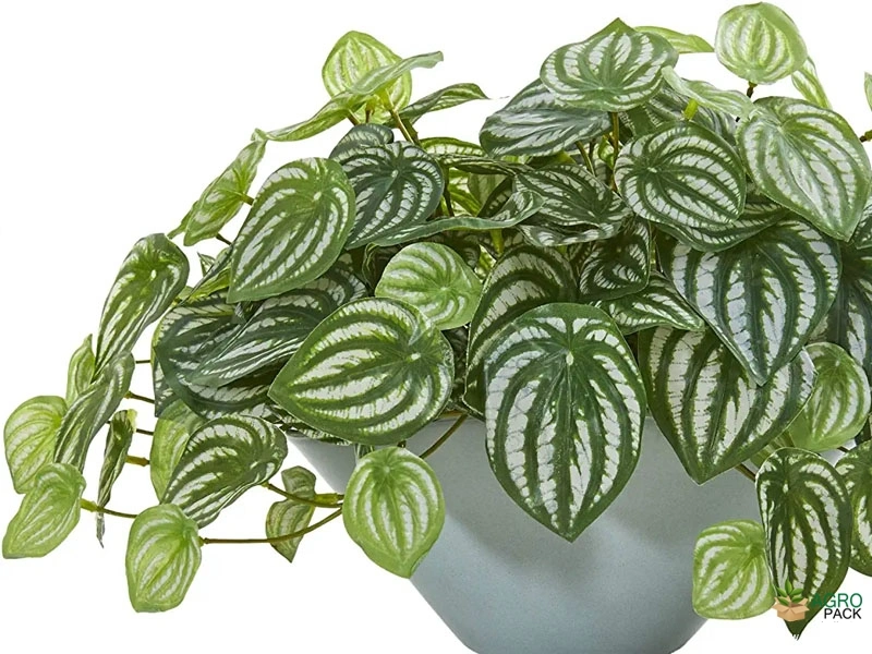 Watermelon-Peperomia3