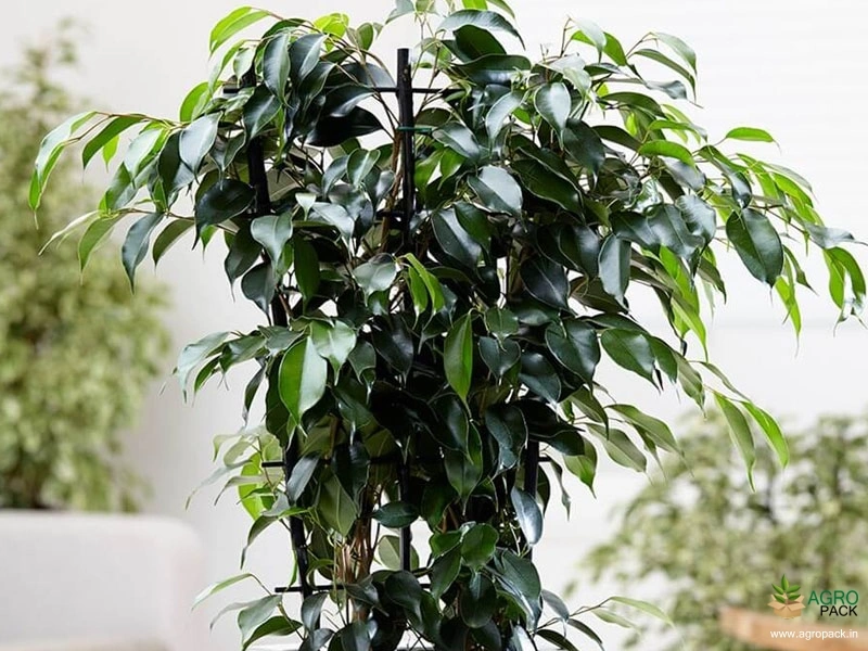 Weeping-fig1