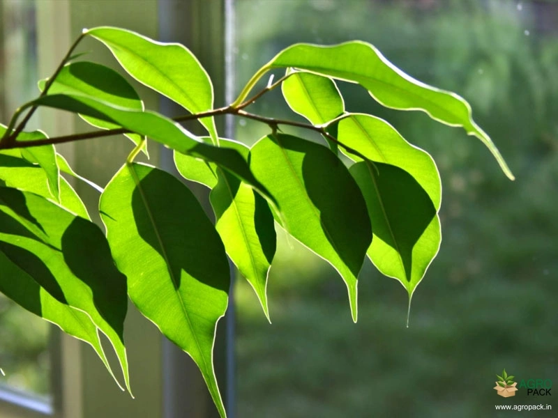 Weeping-fig2
