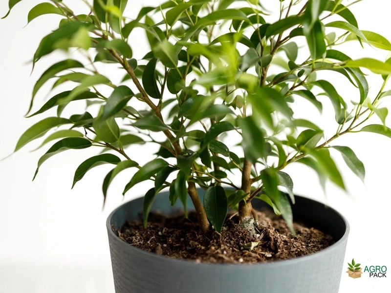Weeping-fig3