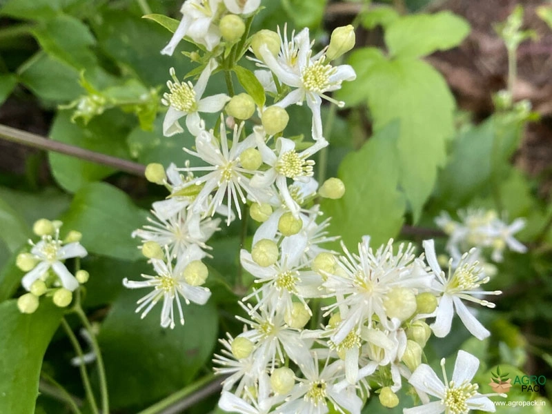 White-Clematis1