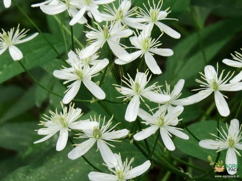White-Clematis2