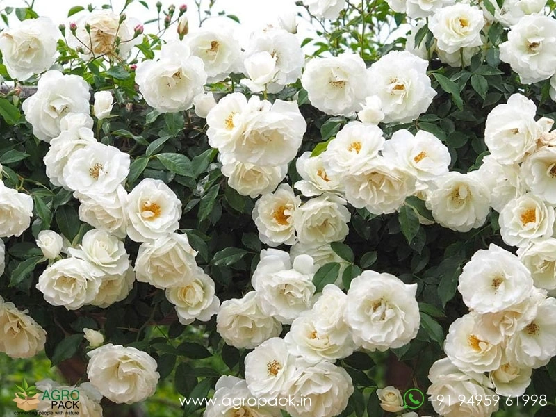 White-Climbing-Rose1
