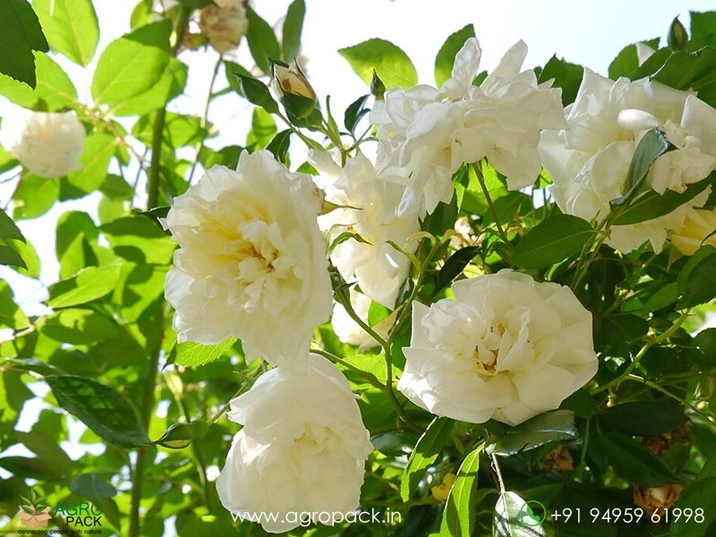 White-Climbing-Rose4