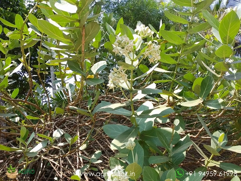 White-Erukku1