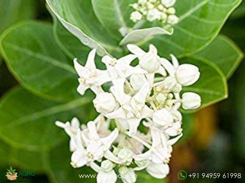 White-Erukku2