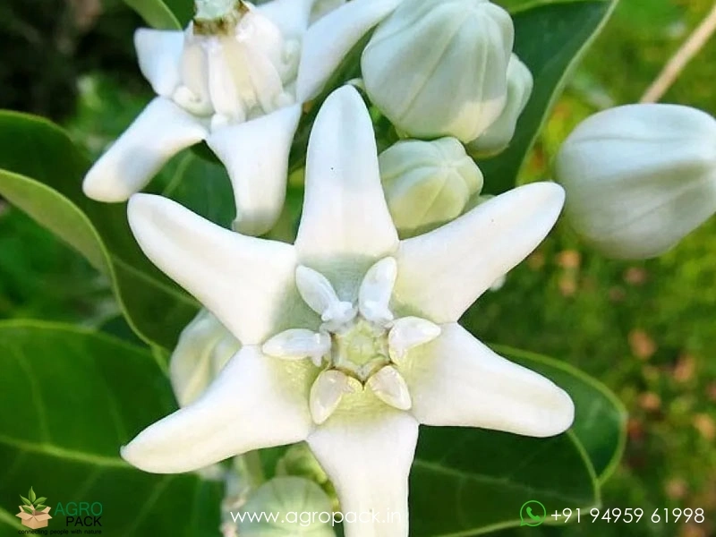 White-Erukku4