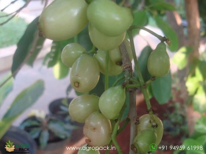 White-Jamun1