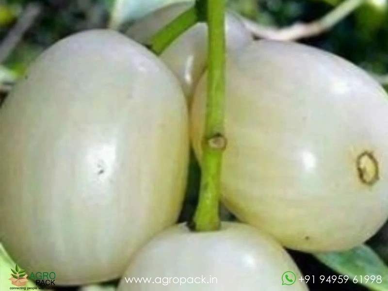 White-Jamun2