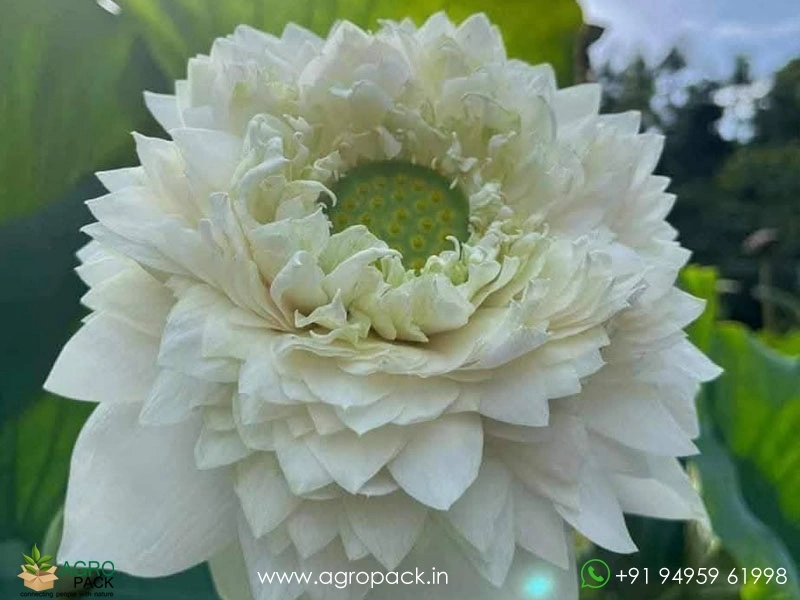 White-Miracle-Lotus1