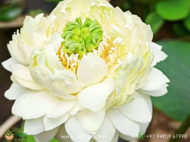 White-Miracle-Lotus3