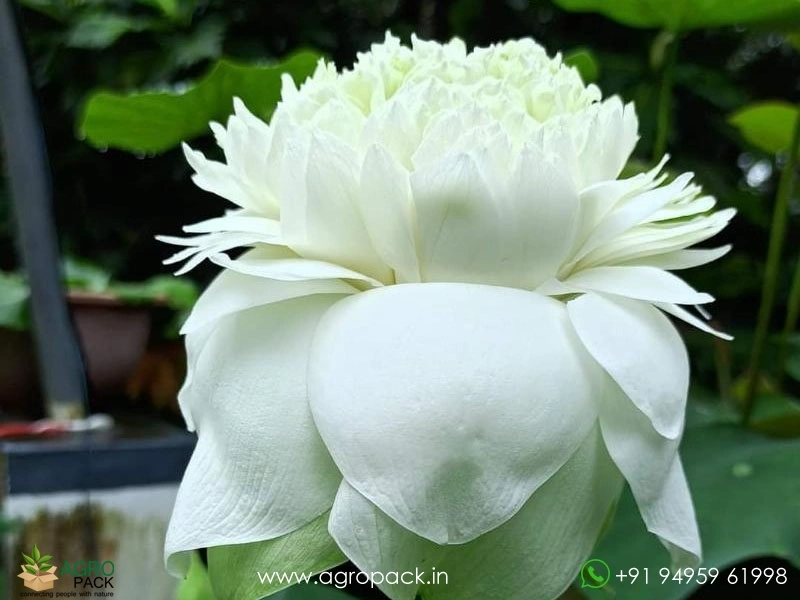 White-Peony-Lotus2