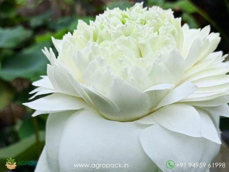 White-Peony-Lotus3