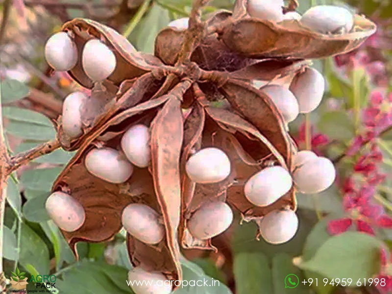White-Rosary-Pea-Abrus-precatorius1