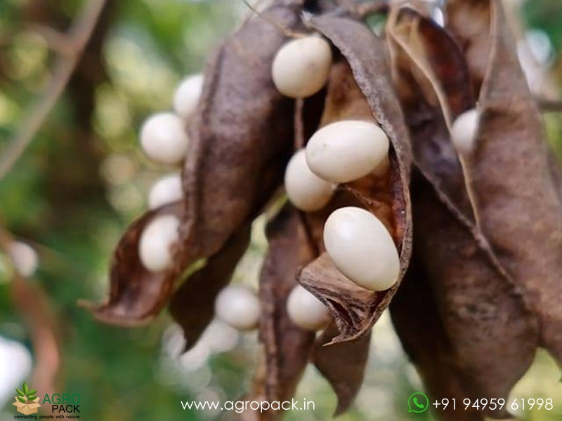 White-Rosary-Pea-Abrus-precatorius2
