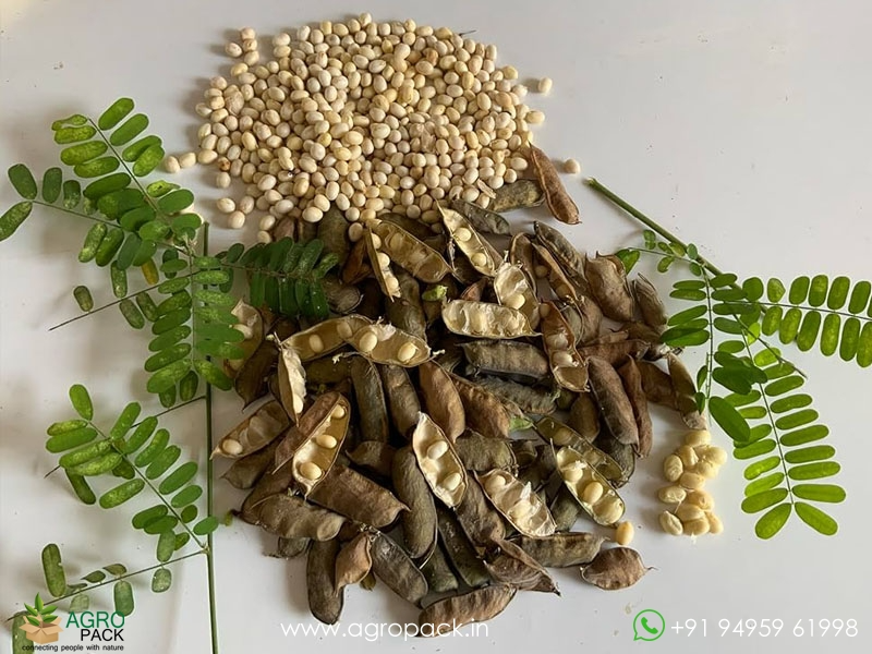 White-Rosary-Pea-Abrus-precatorius4