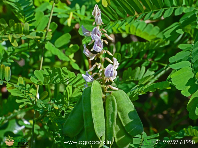 White-Rosary-Pea-Abrus-precatorius5