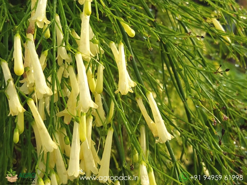 White-Russelia3