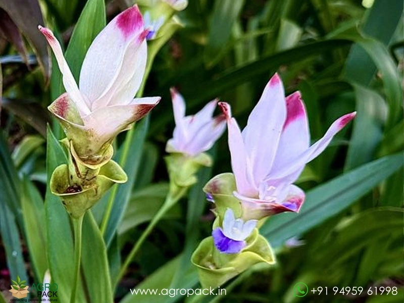 White-Siam-Tulip1