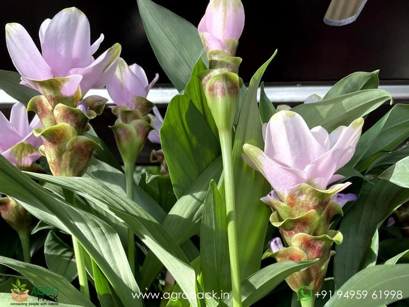 White-Siam-Tulip2