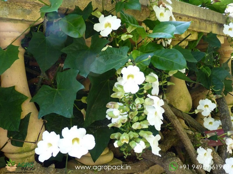 White-Sky-Vine2