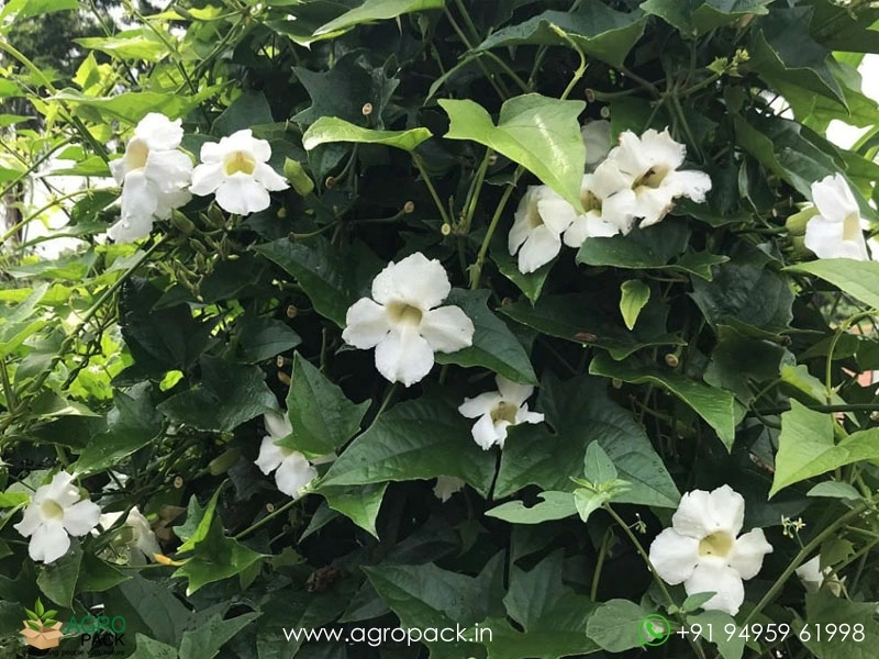 White-Sky-Vine3
