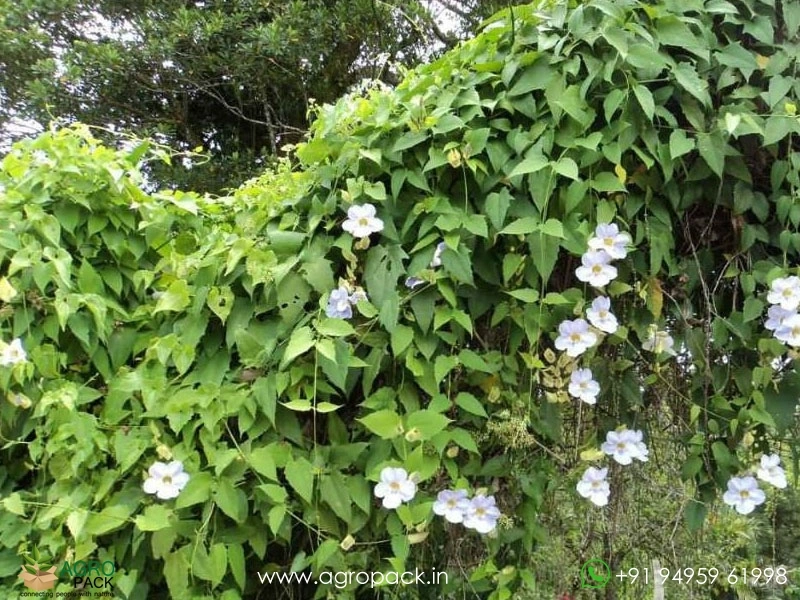 White-Sky-Vine4