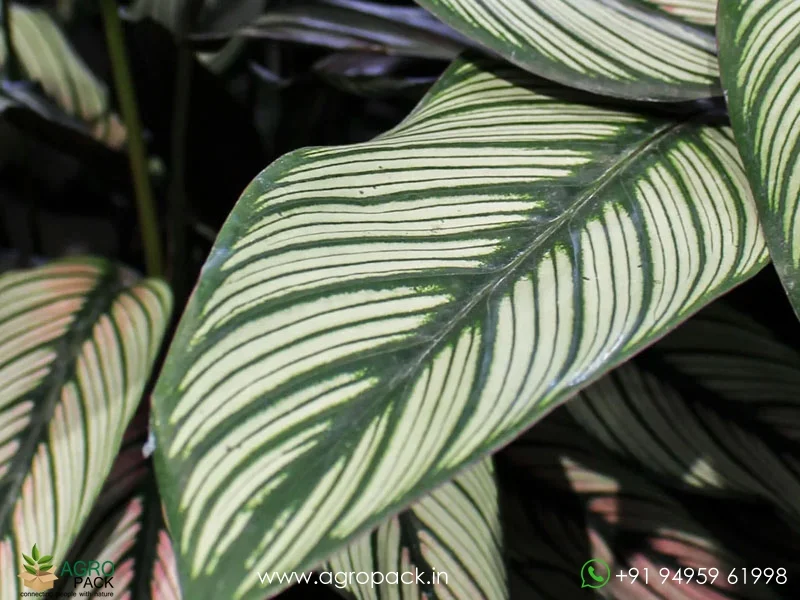 White-Star-Calathea-majestica2