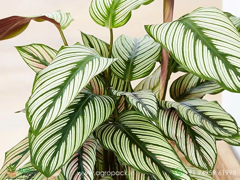 White-Star-Calathea-majestica3